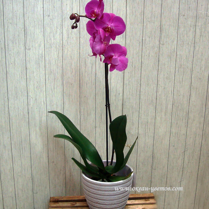 Орхидея цветы воронеж купить доставка цветов по ижевску